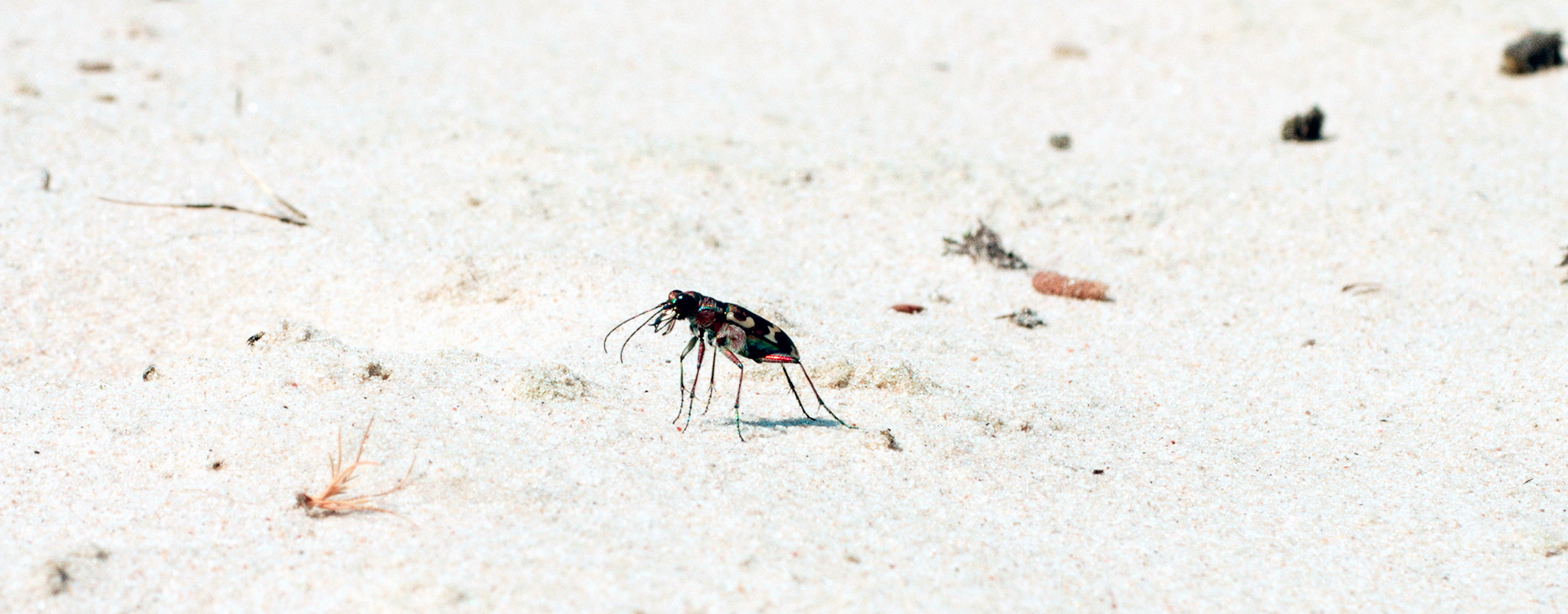 Sandflight